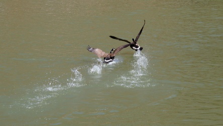 Geese flying along the Patuxent River