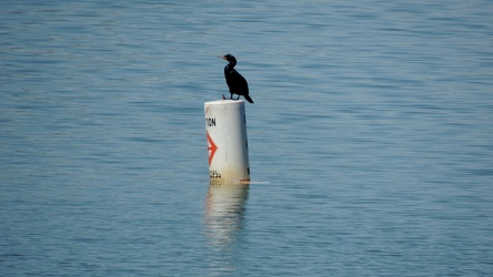 Bird stands on buoy