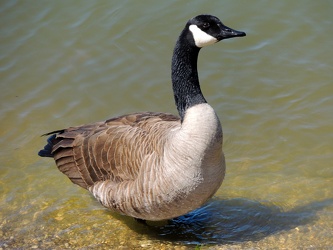 Canada goose on the Patuxent River