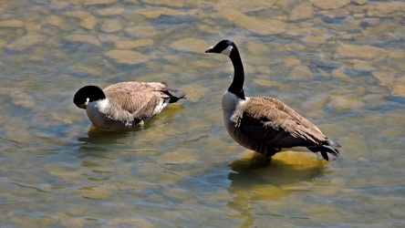 Canada geese on the Patuxent River