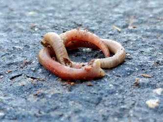 Worm on the sidewalk