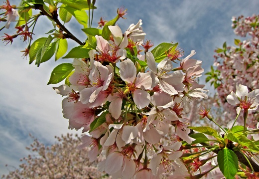 Cherry Blossom Festival, April 13, 2014