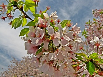 Cherry blossoms