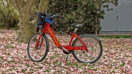 Capital Bikeshare bike near the Tidal Basin