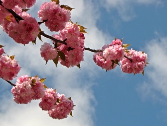 Trees in bloom near Baltimore Inner Harbor