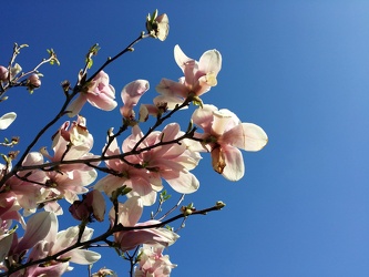 Cherry blossoms in Petworth