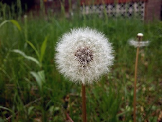 Dandelion [01]