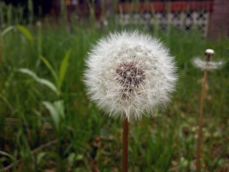 Dandelion [02]