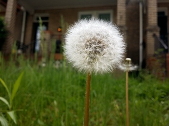 Dandelion [03]