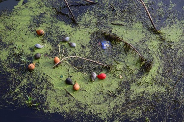 Debris in the Susquehanna River