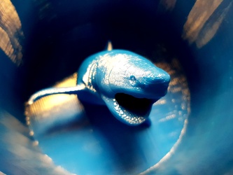 Shark mug [01]