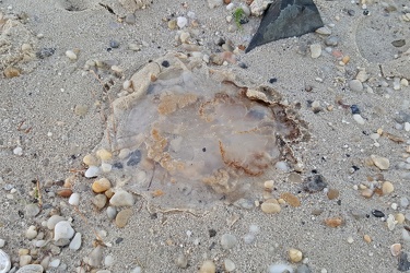 Beached mushroom cap jellyfish