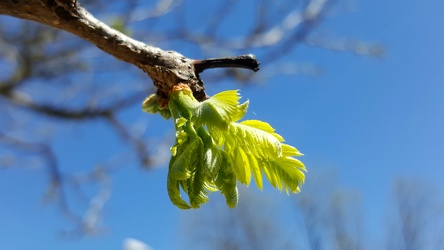 Leaf bud