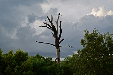 Dead tree near Bodie Island Lighthouse