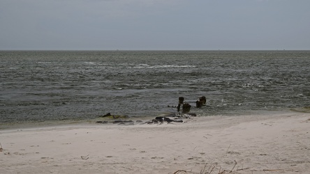 Beach near Ocracoke ferry terminal [03]