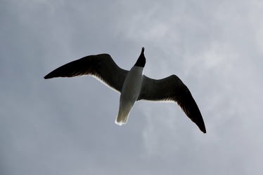 Sea gull flying over Hatteras Inlet