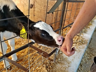 Calf licking a hand