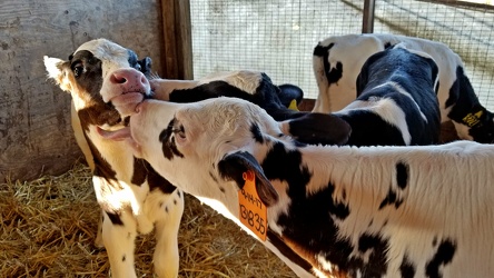 Calf licking another calf