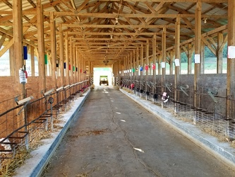 Calf barn at South Mountain Creamery