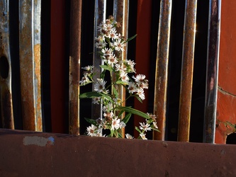 Flowers growing on a retired engine for Plymouth Fire Company