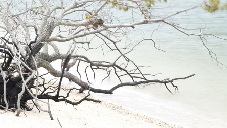 Tree branches on Piney Point beach [02]