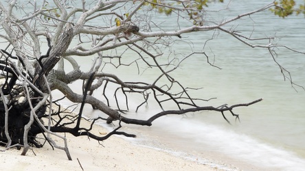 Tree branches on Piney Point beach [01]