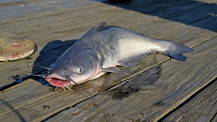 Caught catfish