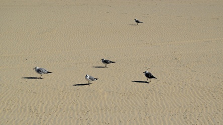 Sea gulls on the beach at Ocean City [01]