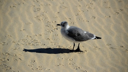 Sea gull on the beach at Ocean City [03]