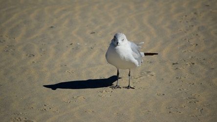 Sea gull on the beach at Ocean City [02]