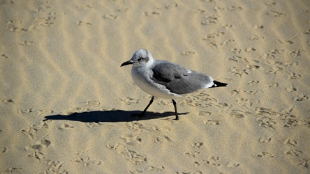 Sea gull on the beach at Ocean City [04]