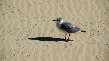 Sea gull on the beach at Ocean City [05]