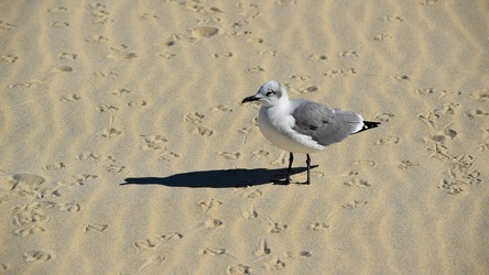 Sea gull on the beach at Ocean City [06]