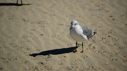 Sea gull on the beach at Ocean City [07]