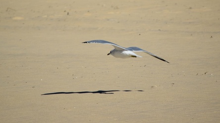 Sea gull flying over the beach at Ocean City