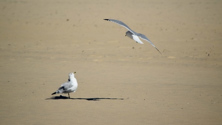 Sea gulls on the beach at Ocean City