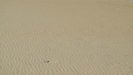 Ripples in the sand