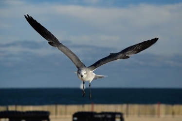 Sea gull in flight [06]