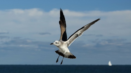 Sea gull in flight [07]