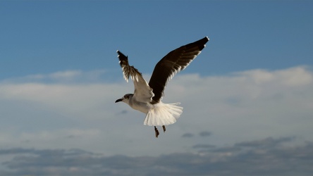 Sea gull in flight [04]