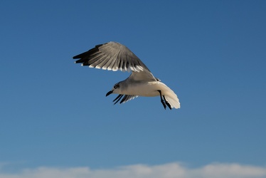 Sea gull in flight [01]