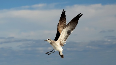 Sea gull in flight [05]