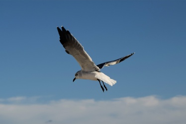 Sea gull in flight [03]