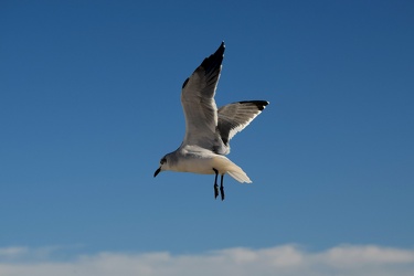 Sea gull in flight [02]