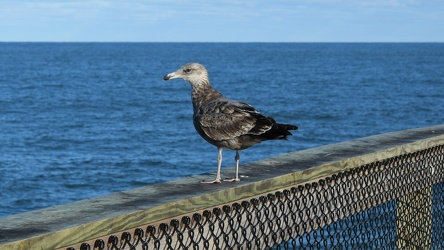 Sea gull on Ocean City Fishing Pier