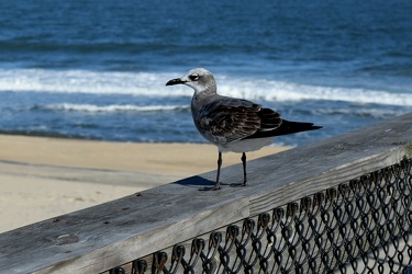 Sea gull on Ocean City Fishing Pier [02]