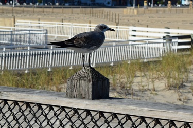 Sea gull on Ocean City Fishing Pier [01]