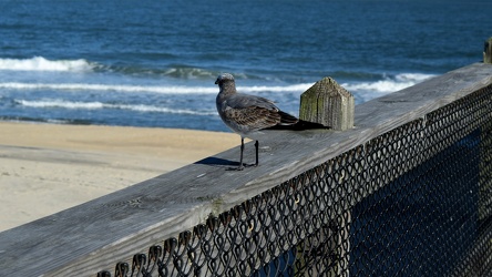 Sea gull on Ocean City Fishing Pier [03]