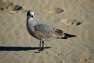 Sea gull on the beach at Ocean City [05]