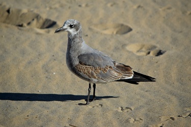 Sea gull on the beach at Ocean City [04]